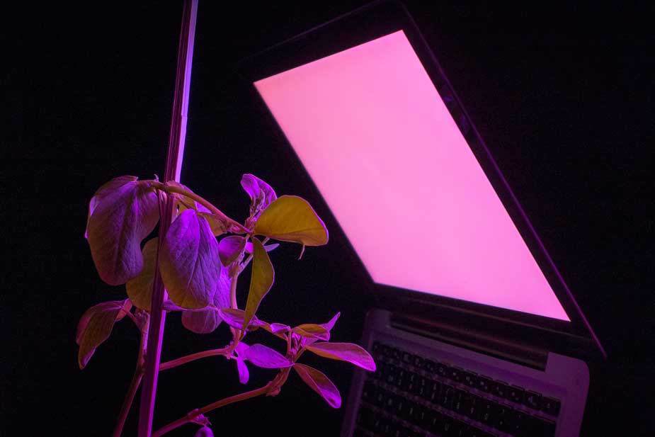 grow_light1.jpg