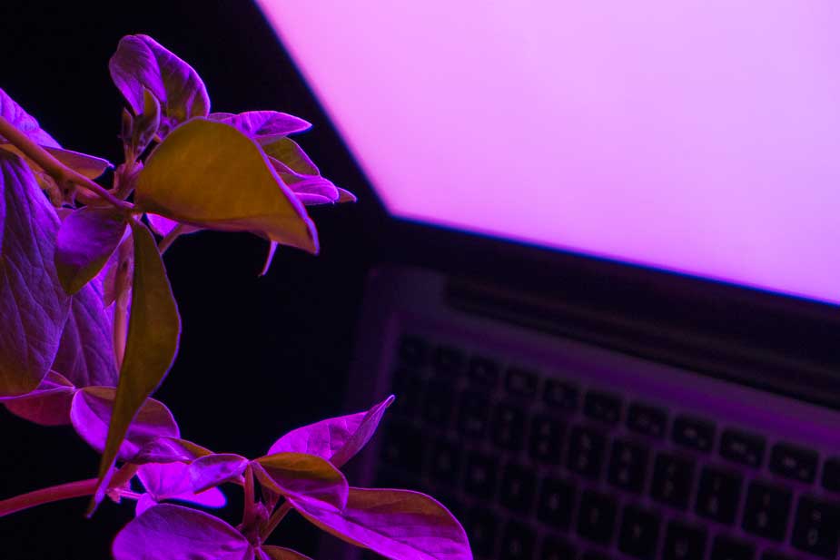 grow_light31.jpg